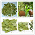 Senna Leaf plant extract /Sennoside 6% 8% 10%